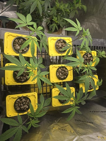 Oceanz 16 Pheno #1 