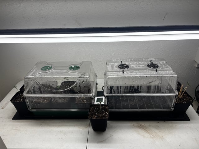 PKB remix/PotG — seedling_rooting, day 18