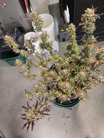 GDP auto 3X5 tent