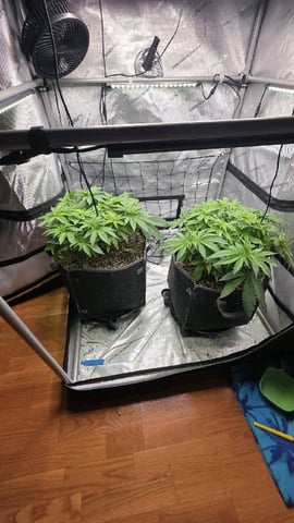 Original 1990 genetics  — vegetative, day 58