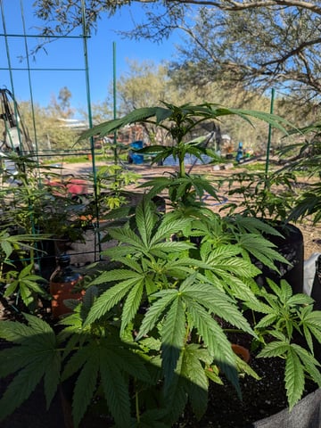 October Start — flower, day 90