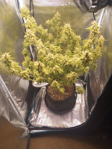 White Widow XXL Auto — flower, day 88