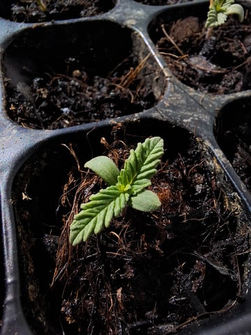 Trial — seedling_rooting, day 11