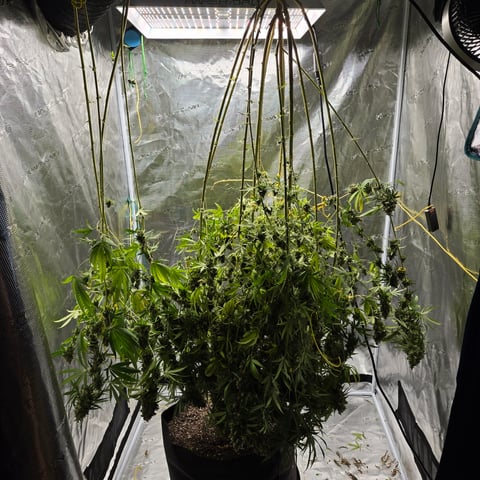 Big Momma Blue Dream  — harvest, day 74