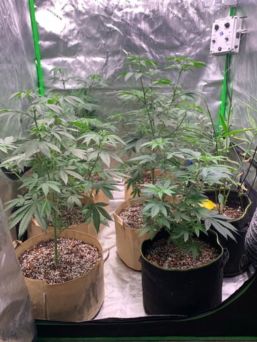 Papaya Frosting  — vegetative, day 56