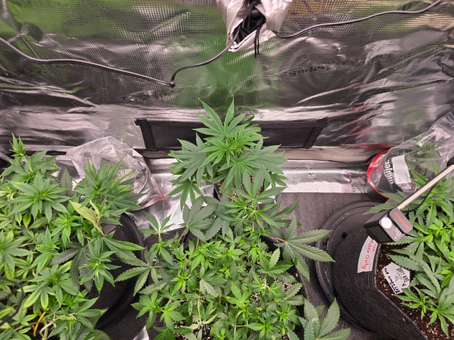 Dirty Bird - Thousand Island Fem & Platinum Kush Breath Remix x Grape Cakehead Fem Photo  — vegetative, day 43