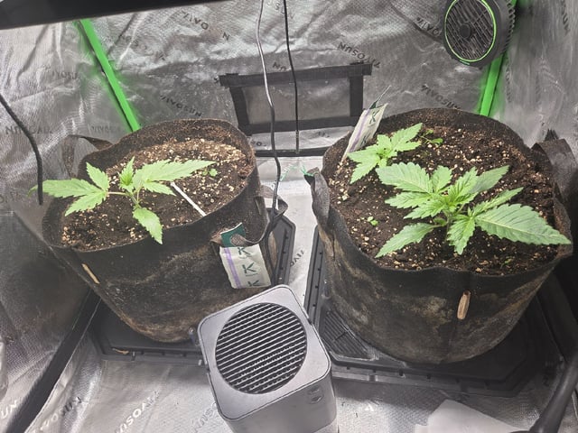White Widow + Papaya Bomb — vegetative, day 16