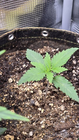 Purple Nasty By Ethos Seeds