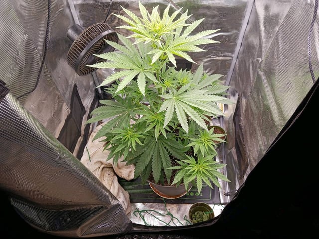 4th grow  — flower, day 161