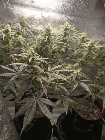 Auto Flower Wedding Glue — flower, day 26