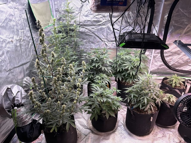 4’x8’ Grow1 — vegetative, day 54