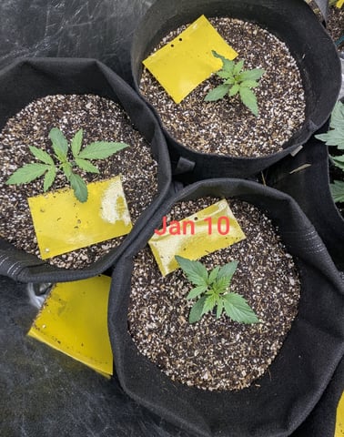Perpetual Autoflower Mixed Grow #3 — germination, day 20