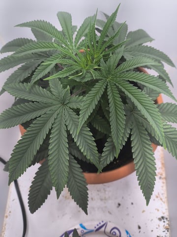 unknown strain 1st grow — vegetative, day 22