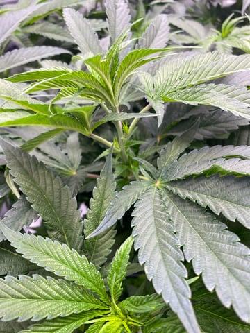 E Grow  — flower, day 1