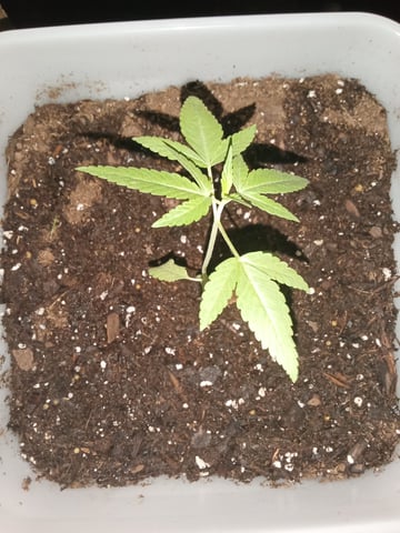 first grow — vegetative, day 1