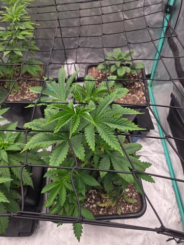 spring indoor 2026 — none, day 2