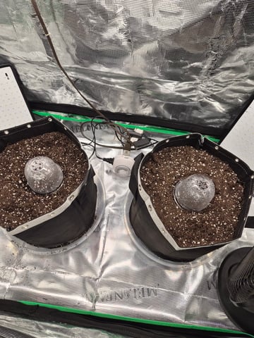 Sundae Driver — grow_setup, day 2