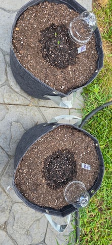 Let's just leave these right here! — germination, day 5