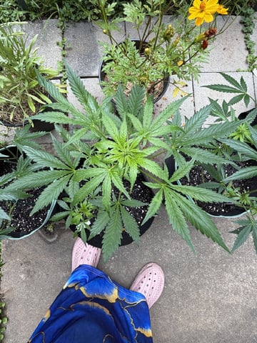 Indoor & Outdoor Grow 6 — flower, day 32