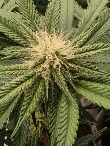 2x4 Tent — flower, day 13
