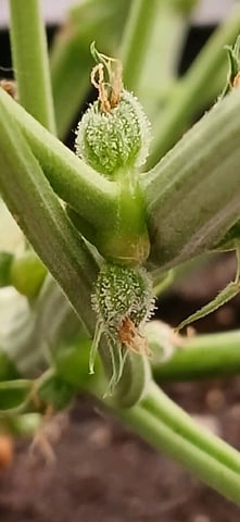 newest ggs setup grow — flower, day 53