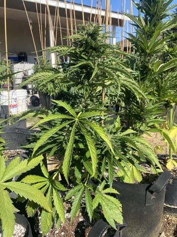 Auto Grow #1 2026 — flower, day 62