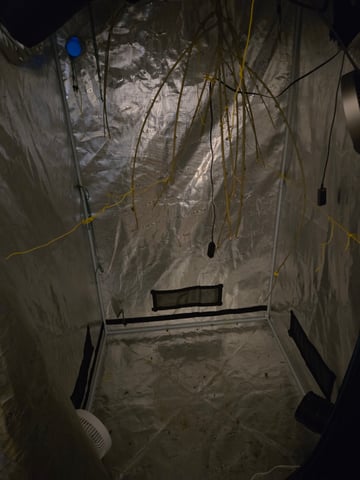 Big Momma Blue Dream  — harvest, day 81