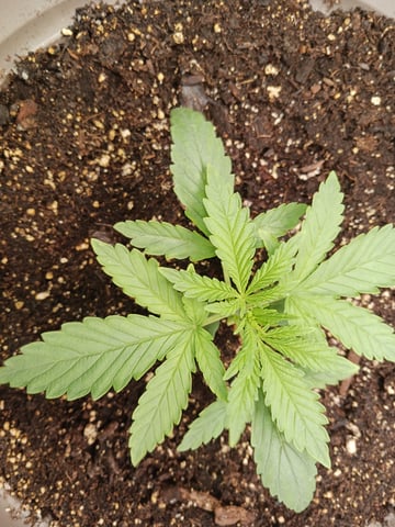 4th grow  — vegetative, day 144