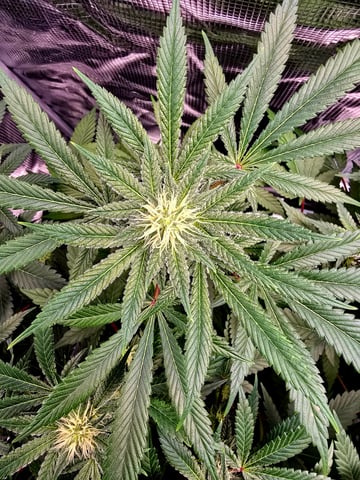 Dirty Bird - Thousand Island Fem & Platinum Kush Breath Remix x Grape Cakehead Fem Photo  — flower, day 81