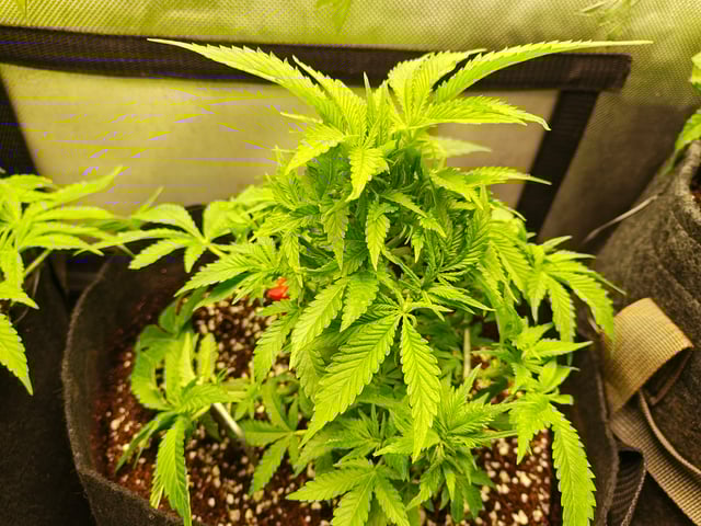 Last girls got kicked. — vegetative, day 43