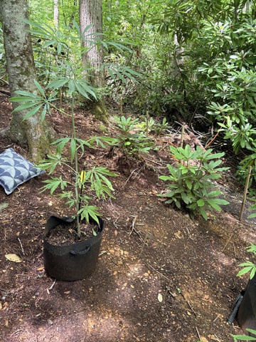 mixing it up — vegetative, day 85