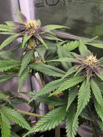 second grow — flower, day 36