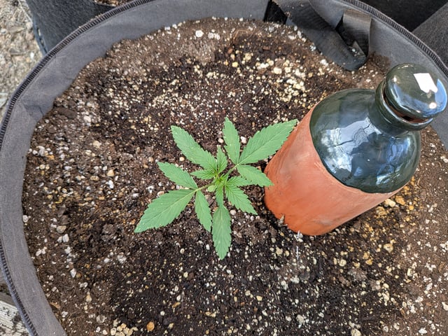 October Start — vegetative, day 25