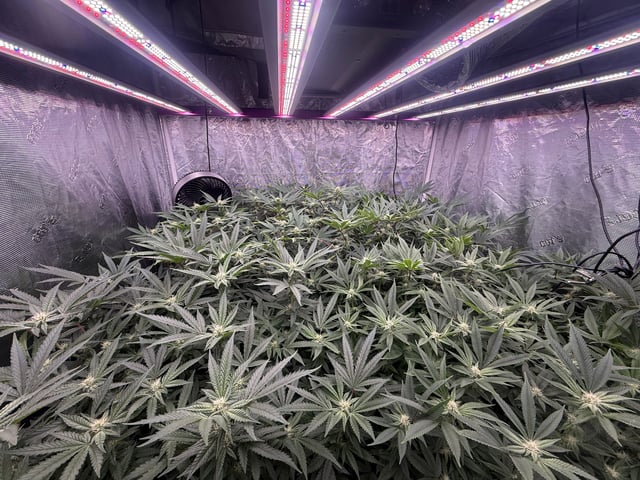 exotic genetix / beleaf cut white truffle  — flower, day 21