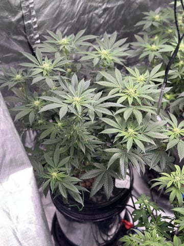 1st Ever Grow (Fat Bastard)(RDWC)  — flower, day 123