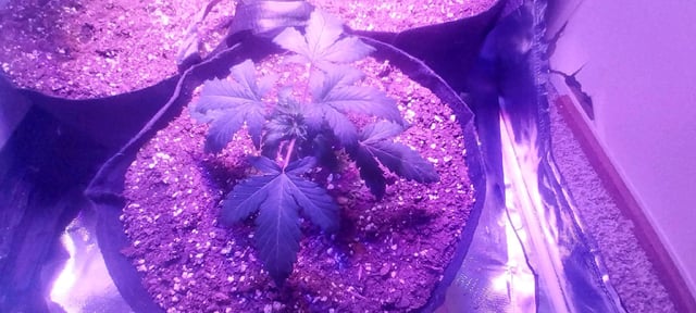 Alien Vs Triangle (Meph) — vegetative, day 1