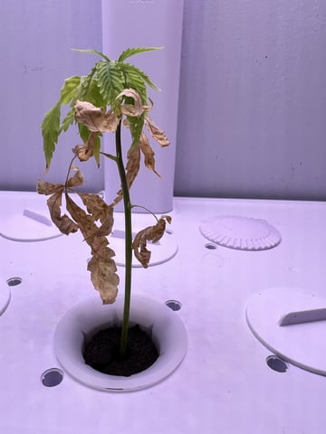 Banjo Clones — vegetative, day 27