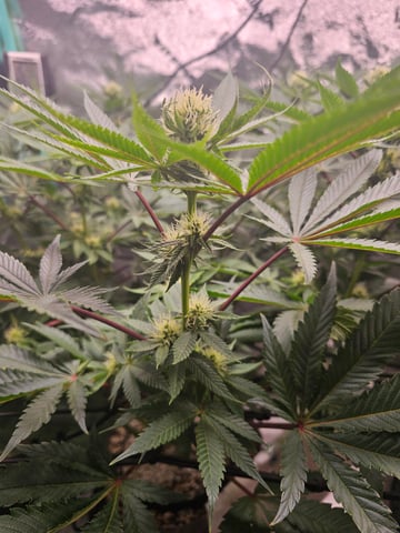 first grow — flower, day 78