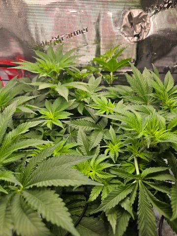 Northern lights #10 (Alaska) — flower, day 41