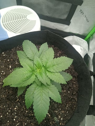 Critical Purple Kush — vegetative, day 34