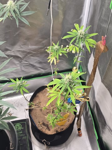 new start — flower, day 129