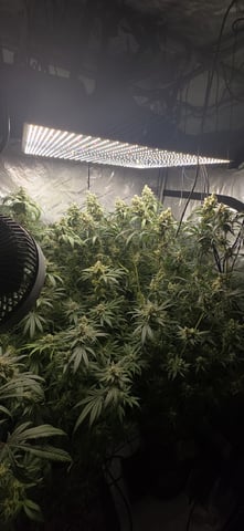 strawberry guava bx — flower, day 25