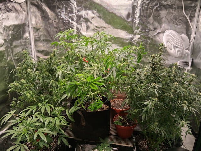 My Girls — flower, day 46