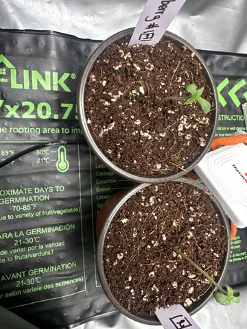 Ztrawberriez (Auto) 2026 - 1 — seedling_rooting, day 6