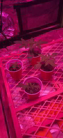 basement grow — seedling_rooting, day 15