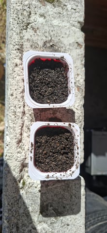 t — germination, day 1