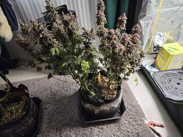 White Widow + Papaya Bomb — harvest, day 155