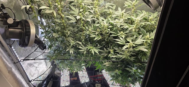 Ace Killer OG — flower, day 68