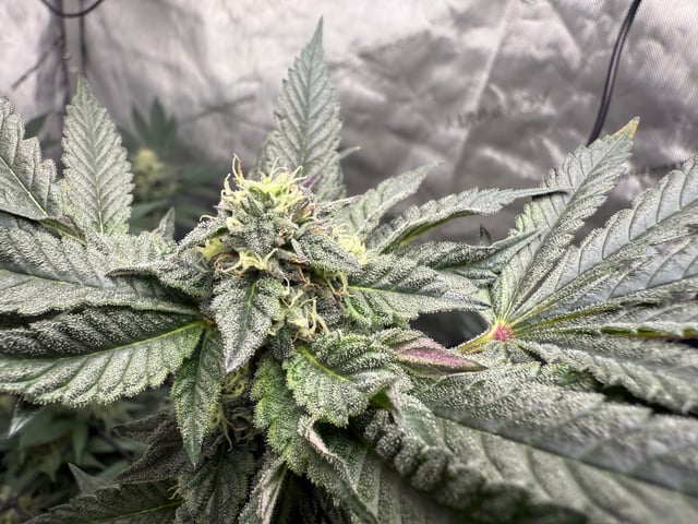 boom420 — flower, day 75