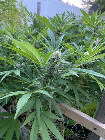 queen of soul X cap junky  — flower, day 156